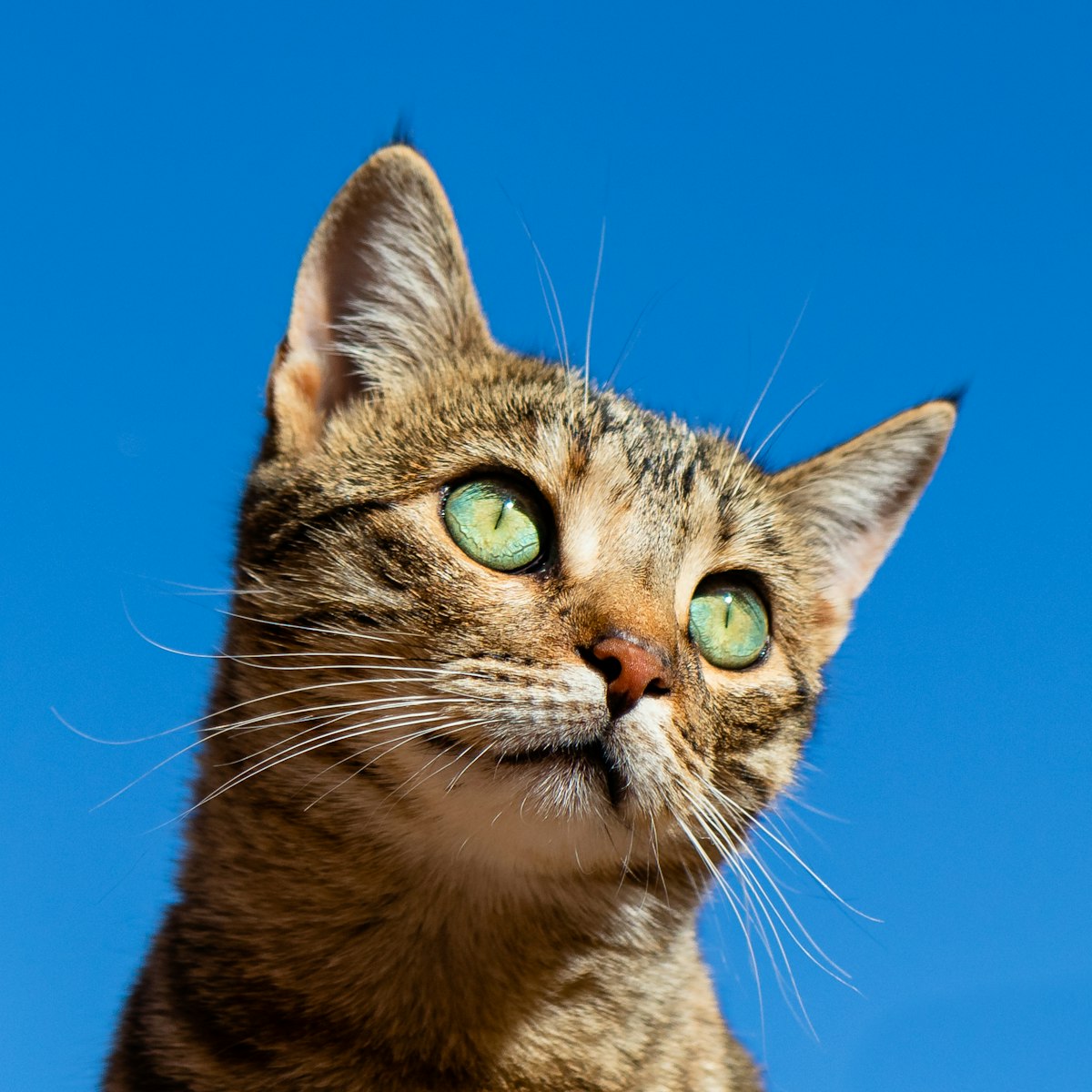 Gato atigrado de ojos verdes