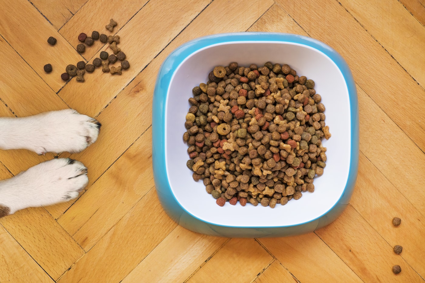 Bol de alimento para perro junto a sus patas