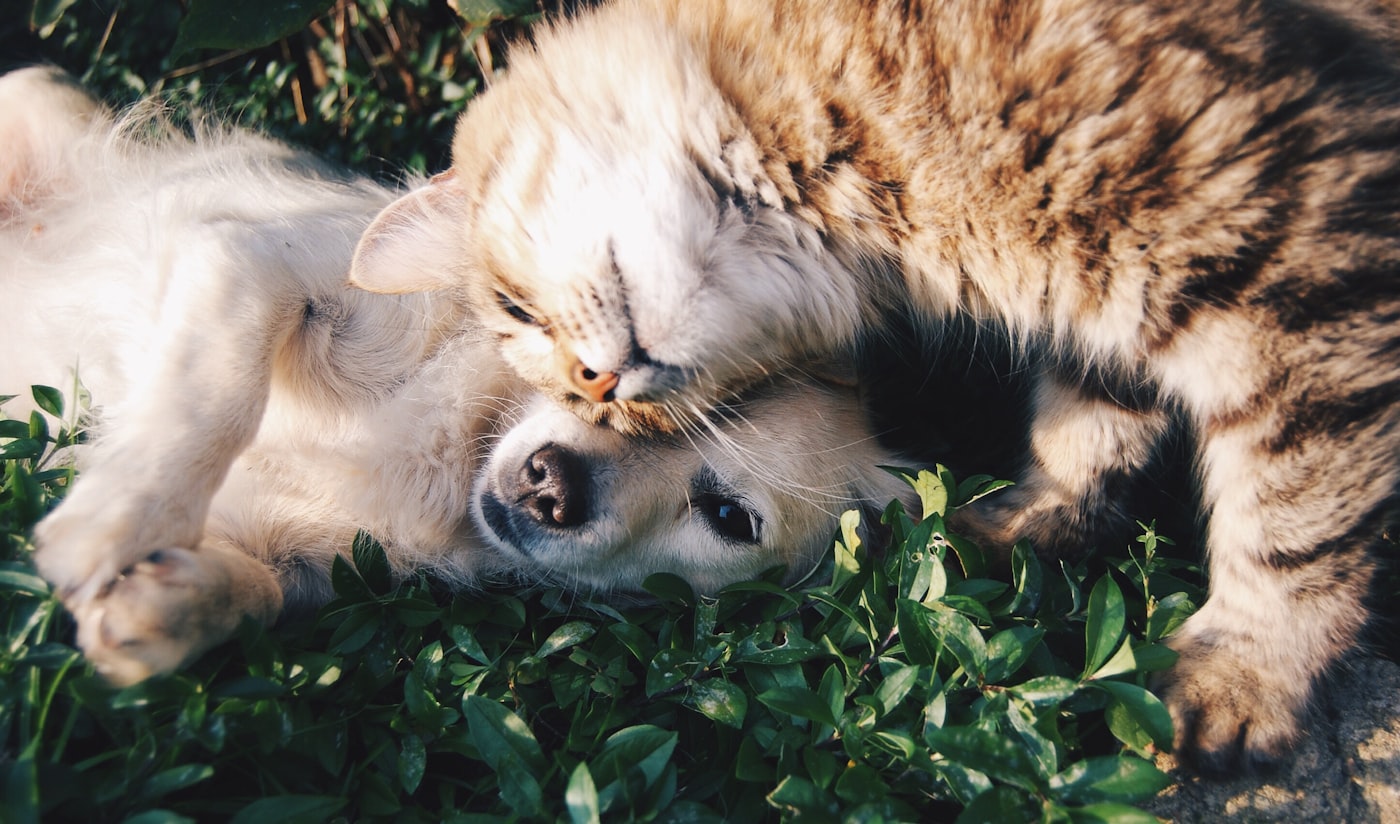 Perro y gato descansando juntos sobre el pasto