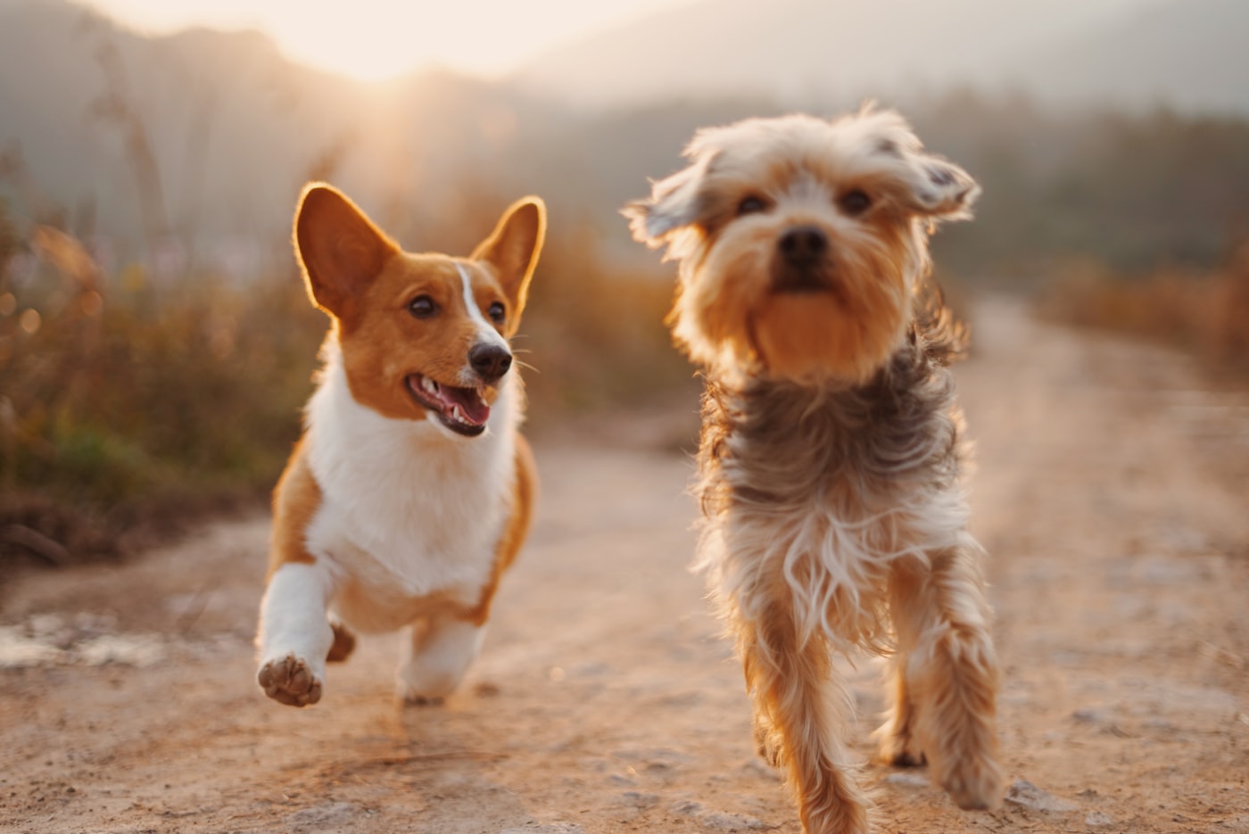 Dos perros corriendo felices por un camino