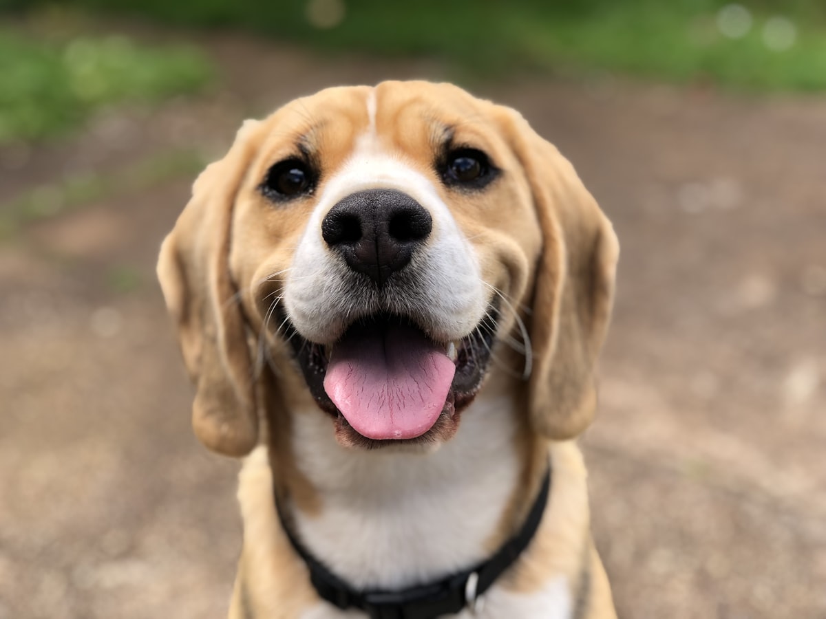 Beagle feliz mirando a la cámara