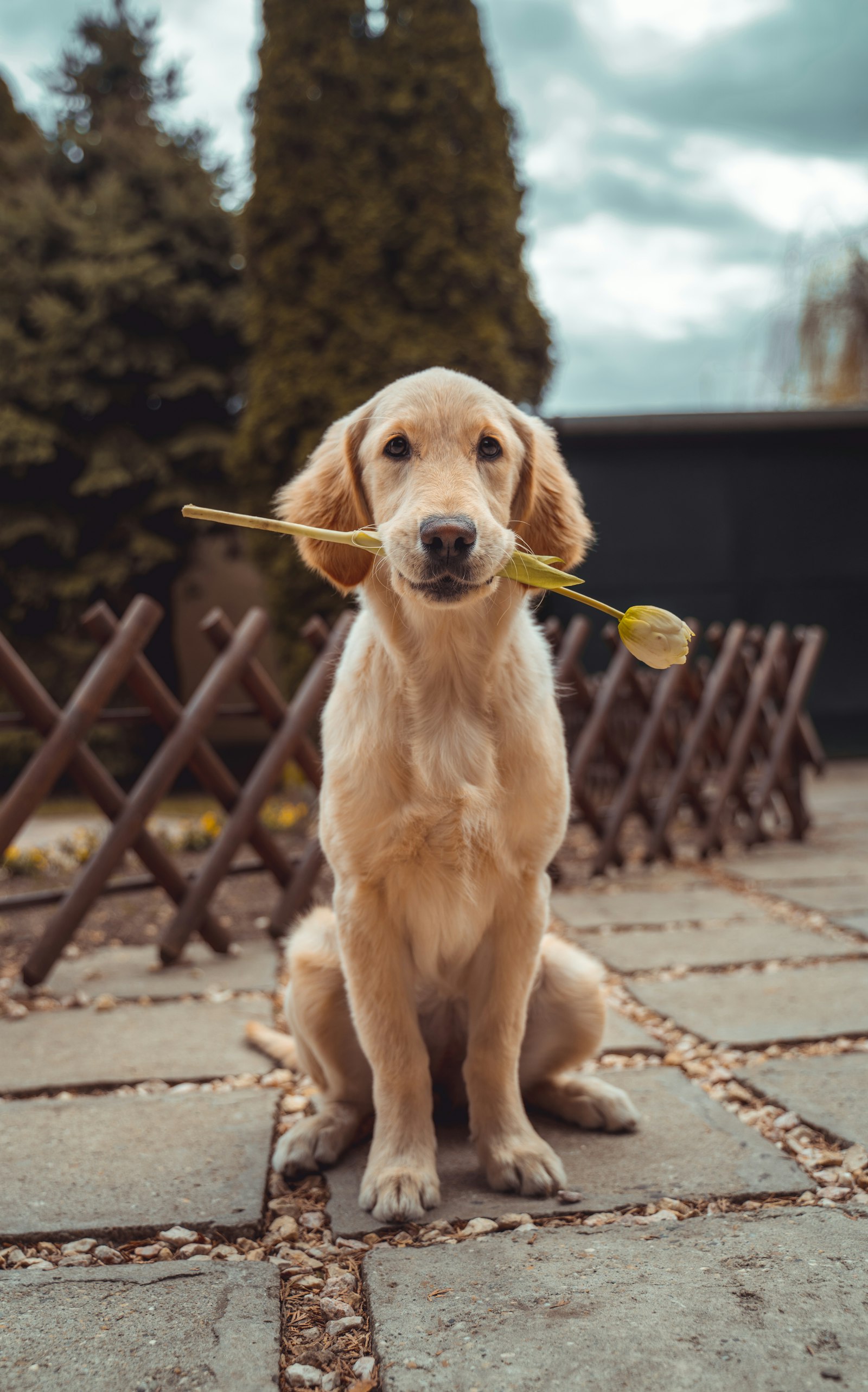 Cachorro golden retriever sosteniendo una flor